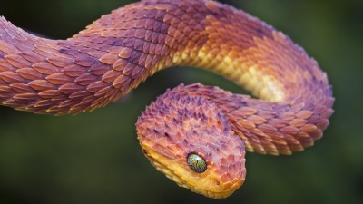 Red Faza Bush Viper Snake