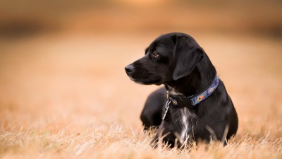 Relaxed Black Dog Look HD Wallpaper