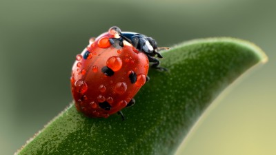 Ladybug Macro Water Drops Green Plant HD Wallpaper