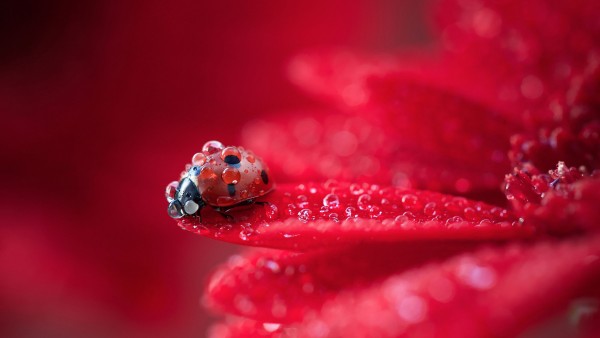Ladybug Red Plant Water Drops Wallpaper