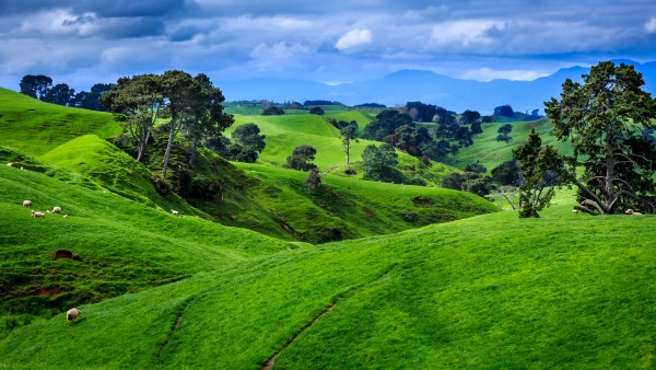 New Zealand Green Field Trees Wallpaper