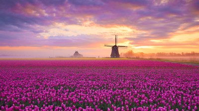Windmil Tulip Field Netherlands HD Wallpaper