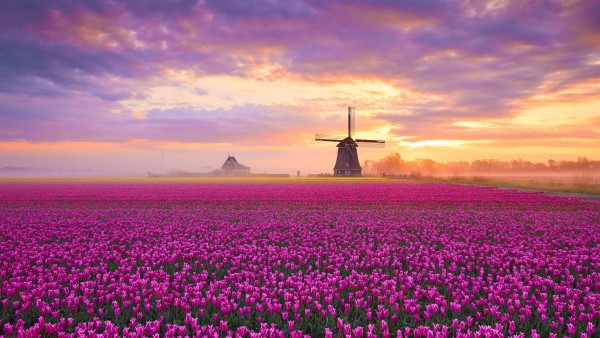 Windmil Tulip Field Netherlands Wallpaper