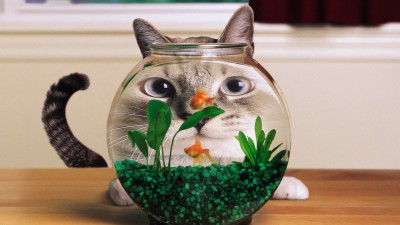 Aquarium Cat Funny Face Distortion HD Wallpaper