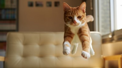 Confident Cat Bed Jump