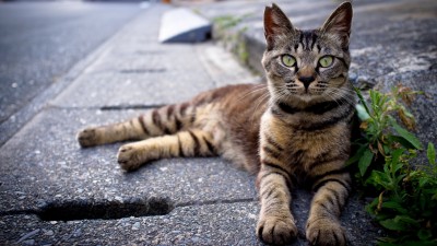 Gray Striped Cat Street Road HD Wallpaper