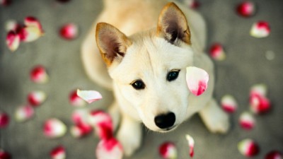 Shiba Inu Dog Red White Flower Petals HD Wallpaper
