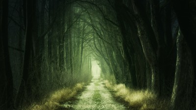 Forest Path Fall Calm Green HD Wallpaper