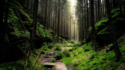 Switzerland Green Forest Trees Daylight HD Wallpaper