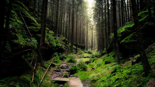 Switzerland Green Forest Trees Daylight Wallpaper