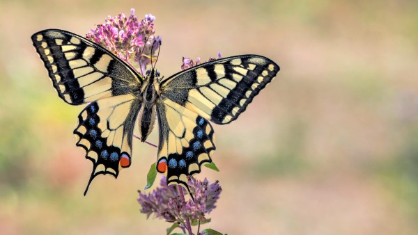 Butterfly Flower Pollen Macro Wallpaper