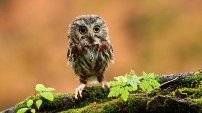 Cute Gray Owl Bokeh