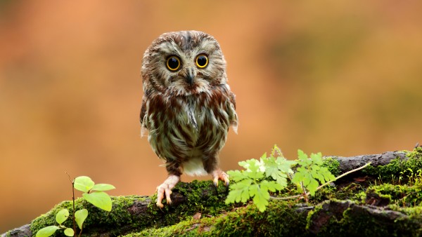 Cute Gray Owl Bokeh Wallpaper