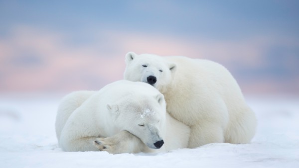 Sleeping Polar Bears Pink Sky Wallpaper