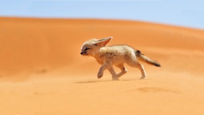 Fennec Desert Fox