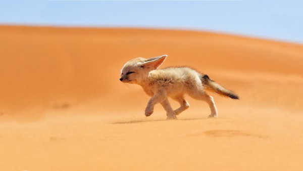 Fennec Desert Fox Wallpaper