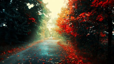 Forest Red Leaves Road Sunlight HD Wallpaper