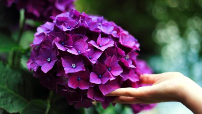 Touching Purple Hydrangea HD Wallpaper