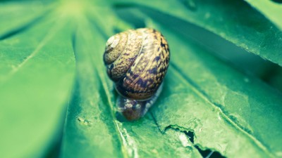 Snail On Plant Macro