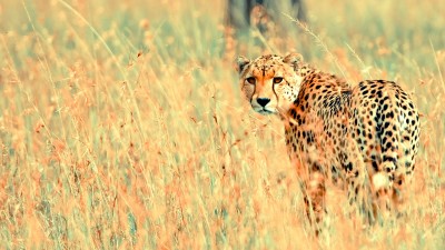 Wildlife Field Cheetah HD Wallpaper