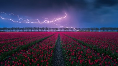 Tulips Field Lightning Strike Storm HD Wallpaper