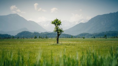 Lonely Tree Grass Field Scenery HD Wallpaper