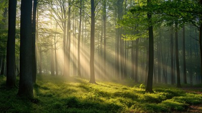 Green Dense Forest Sun Rays HD Wallpaper