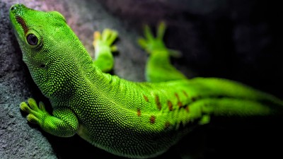 Green Madagascar Diurnal Gecko