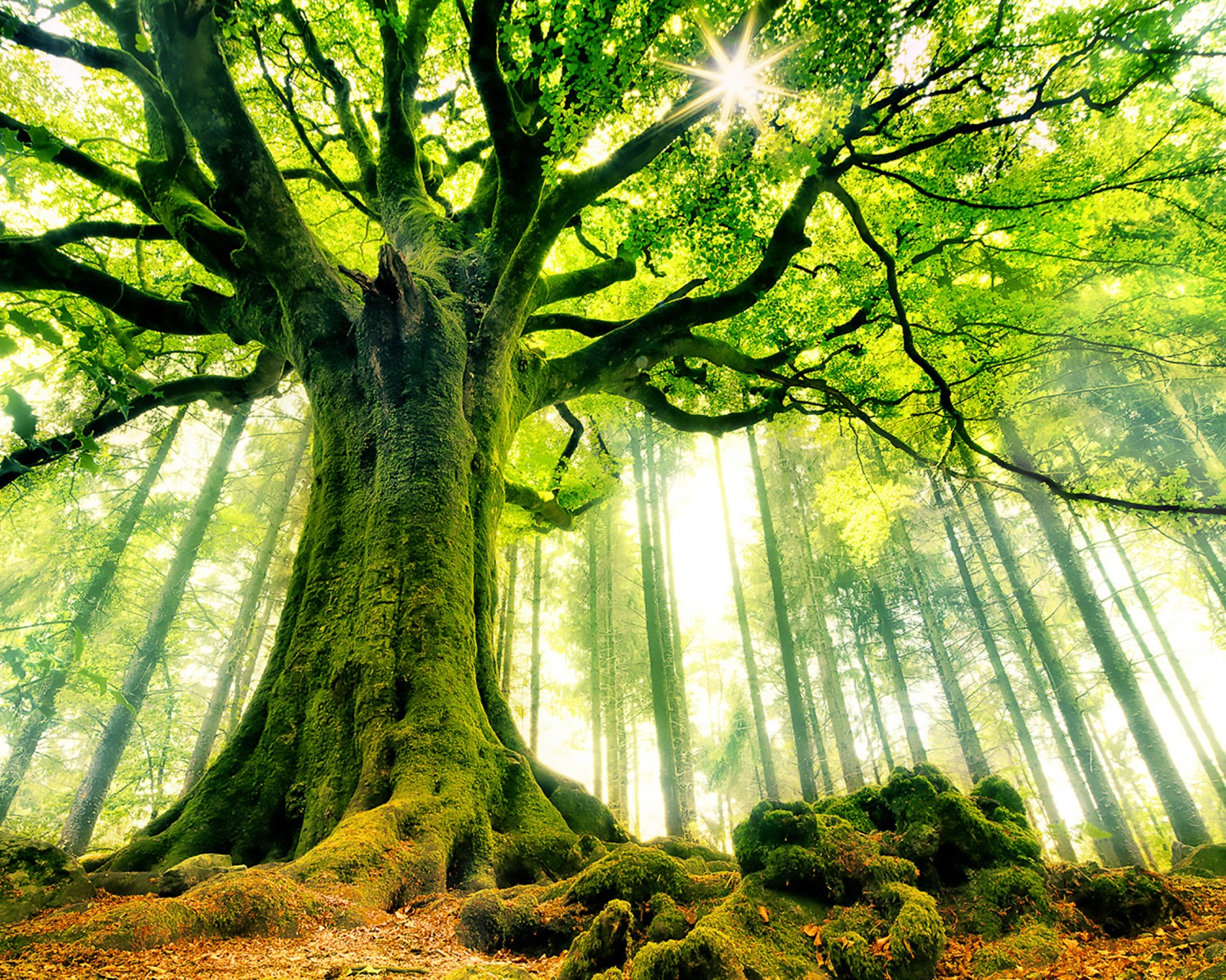 Download Legendary Ponthus Beech Tree Wallpaper in 1600x1280 Resolution