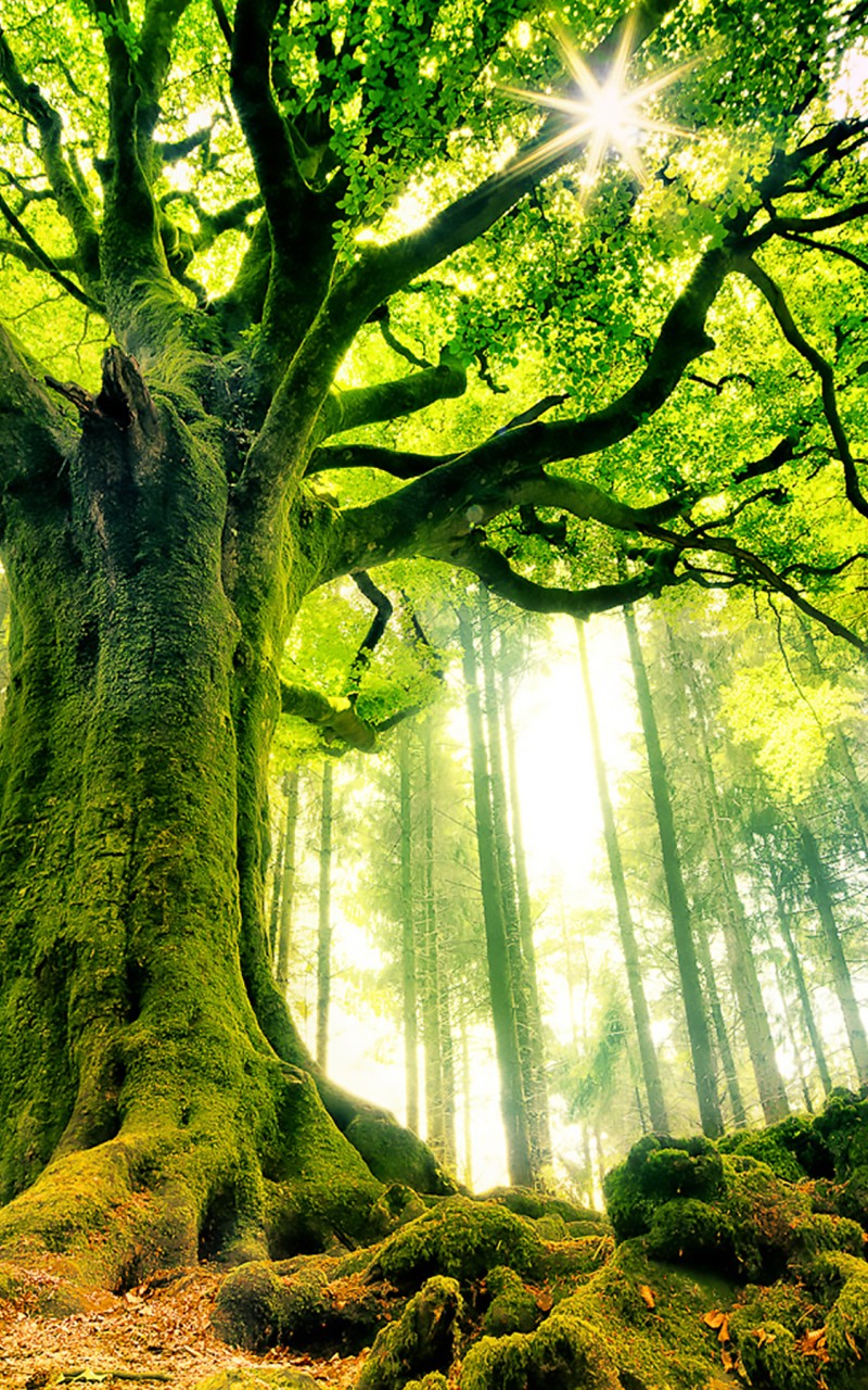 Download Legendary Ponthus Beech Tree Wallpaper in 800x1280 Resolution