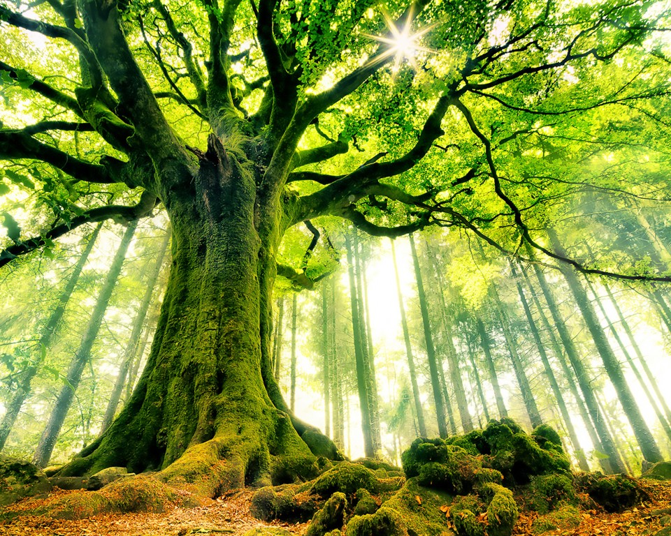 Download Legendary Ponthus Beech Tree Wallpaper in 960x768 Resolution
