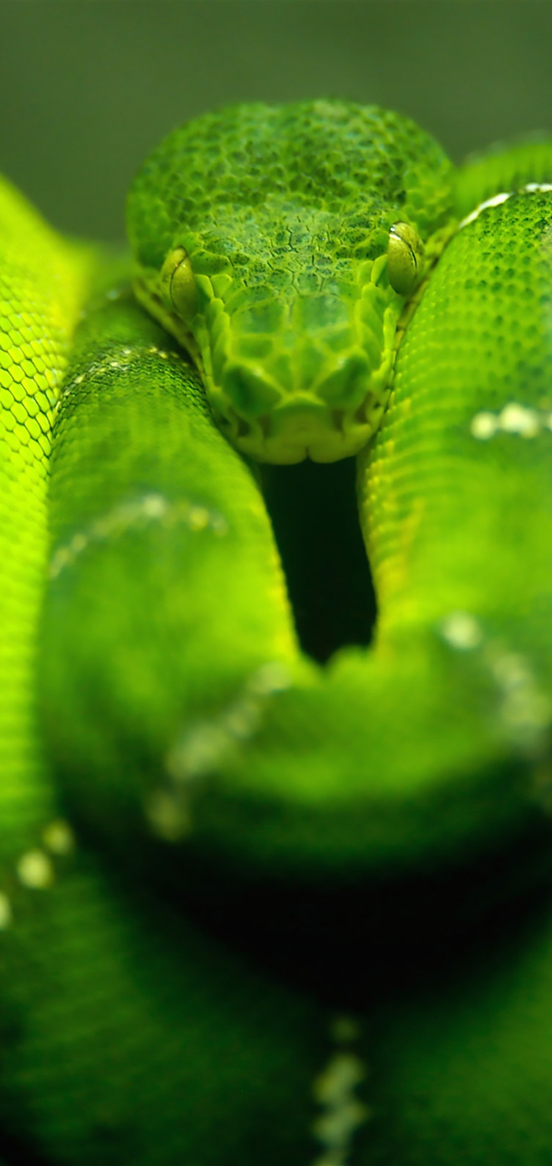 Download Green Emerald Tree Boa Wallpaper in 1080x2280 Resolution