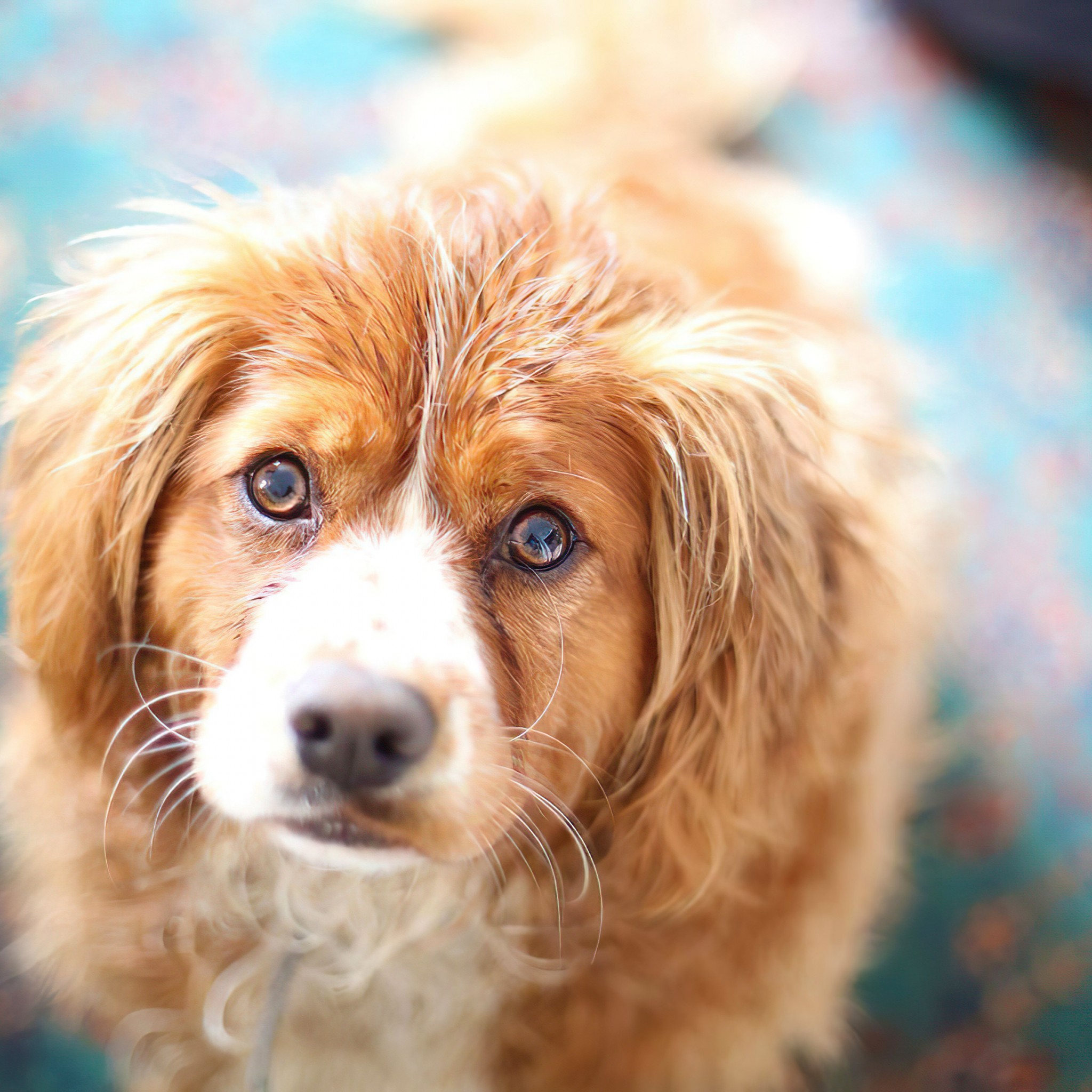 Download Cute Brown Dog Portrait Wallpaper in 2048x2048 Resolution