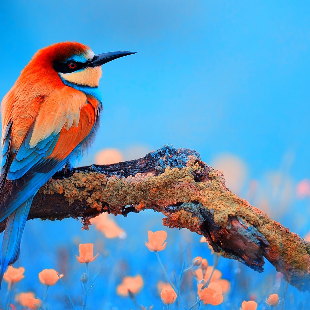 Download Colorful Bee Eater Bird Wallpaper in 1024x1024 Resolution