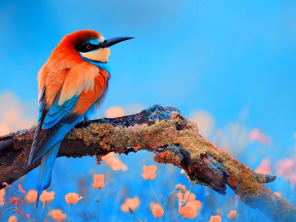 Download Colorful Bee Eater Bird Wallpaper in 1024x768 Resolution