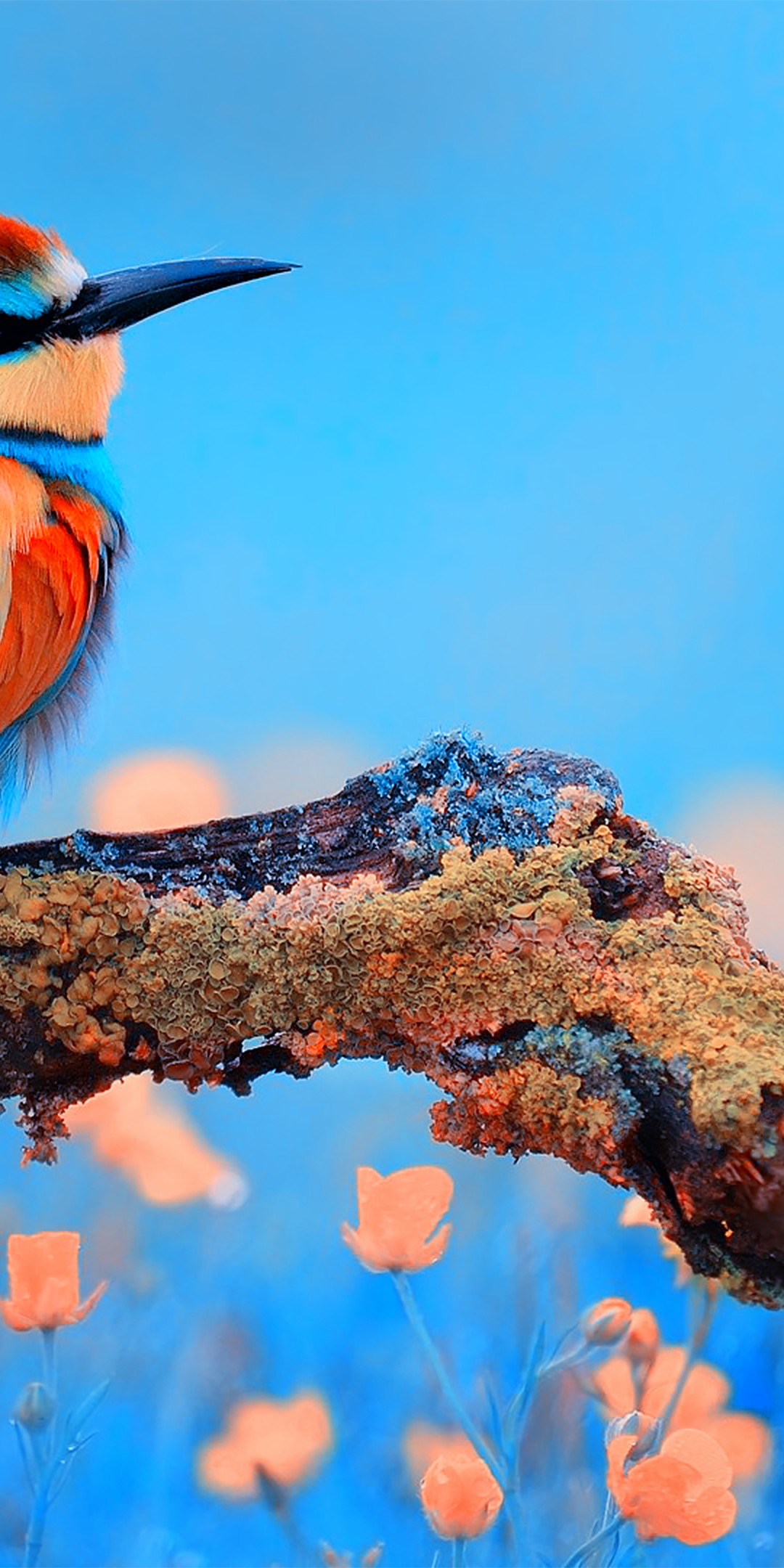Download Colorful Bee Eater Bird Wallpaper in 1080x2160 Resolution