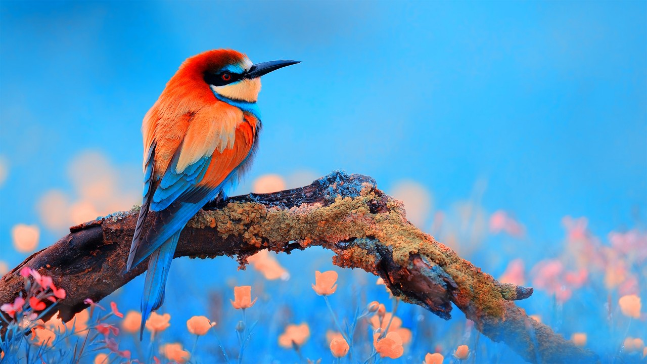 Download Colorful Bee Eater Bird Wallpaper in 1280x720 Resolution