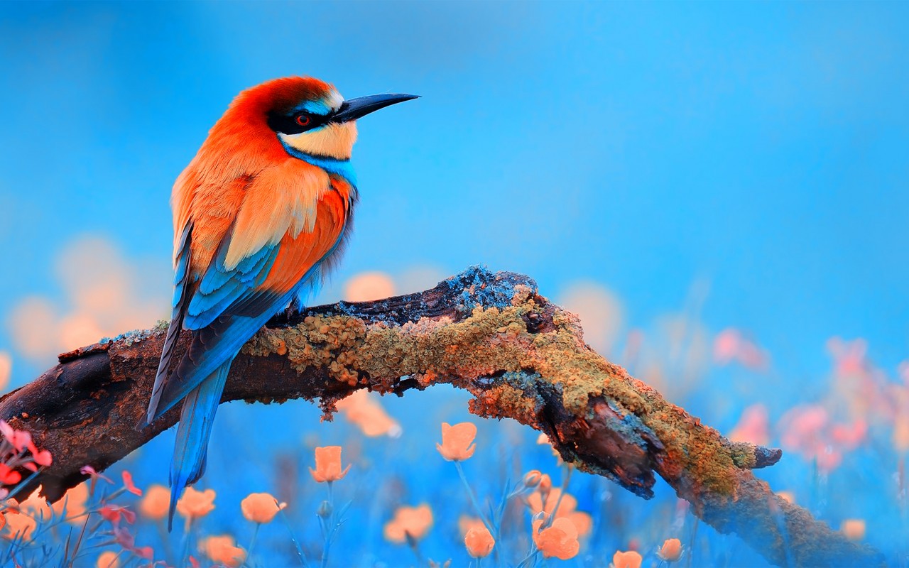 Download Colorful Bee Eater Bird Wallpaper in 1280x800 Resolution