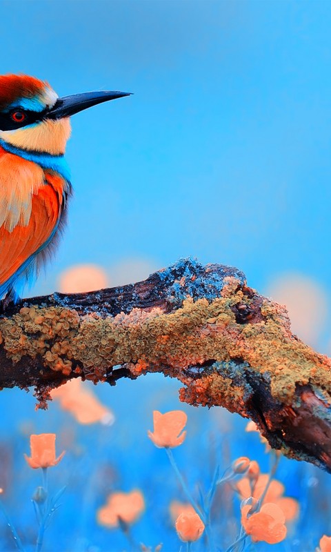 Download Colorful Bee Eater Bird Wallpaper in 480x800 Resolution