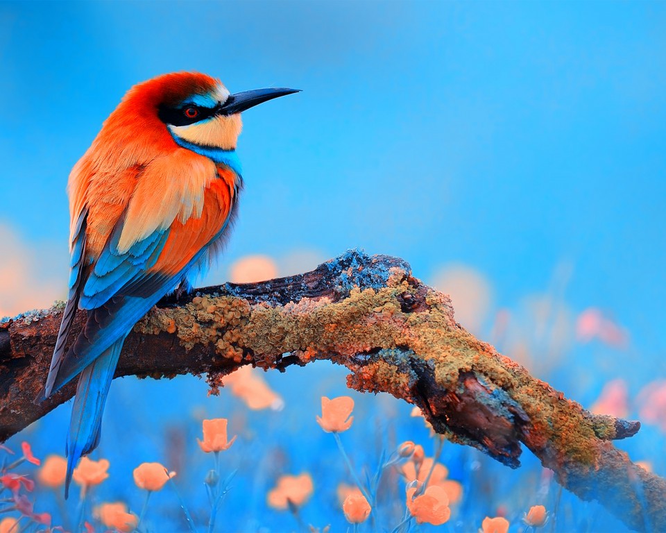 Download Colorful Bee Eater Bird Wallpaper in 960x768 Resolution