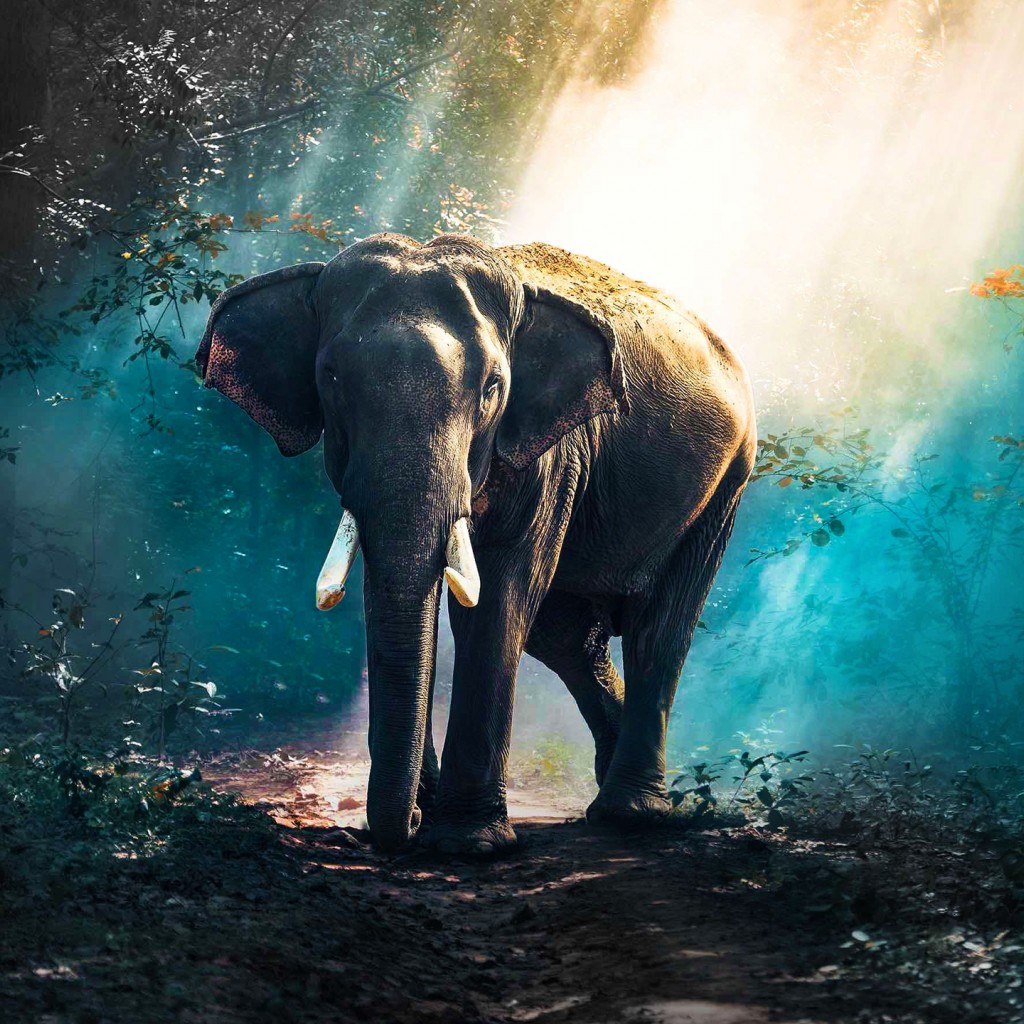 Download Elephant In Forest Wallpaper in 1024x1024 Resolution