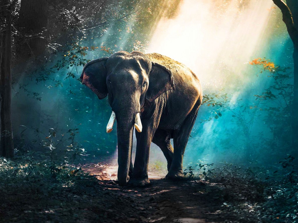Download Elephant In Forest Wallpaper in 1024x768 Resolution