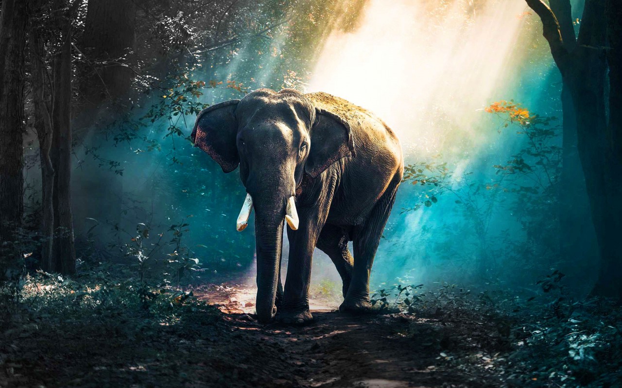 Download Elephant In Forest Wallpaper in 1280x800 Resolution