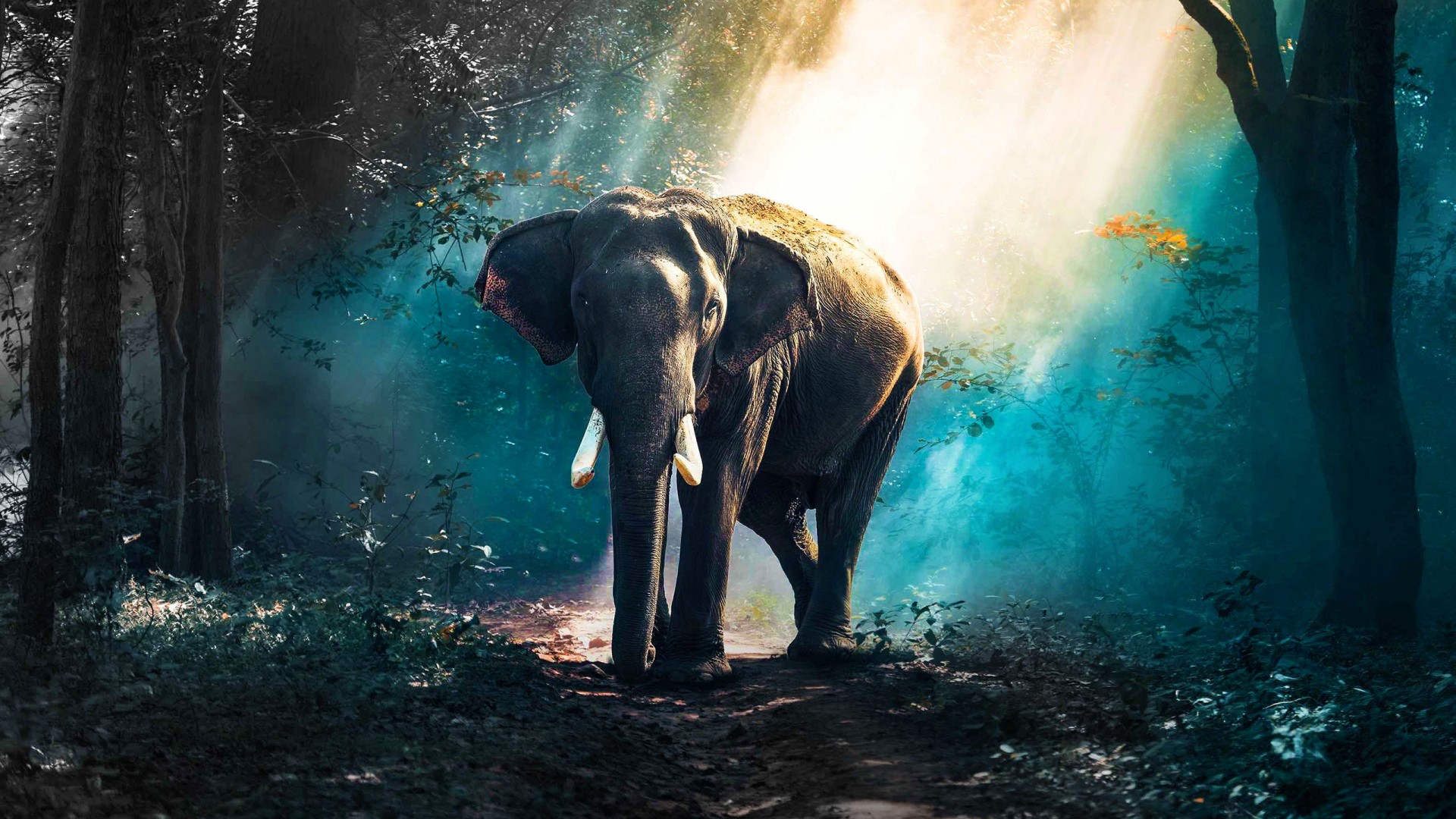 Download Elephant In Forest Wallpaper in 1920x1080 Resolution