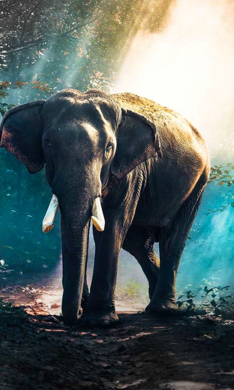 Download Elephant In Forest Wallpaper in 480x800 Resolution