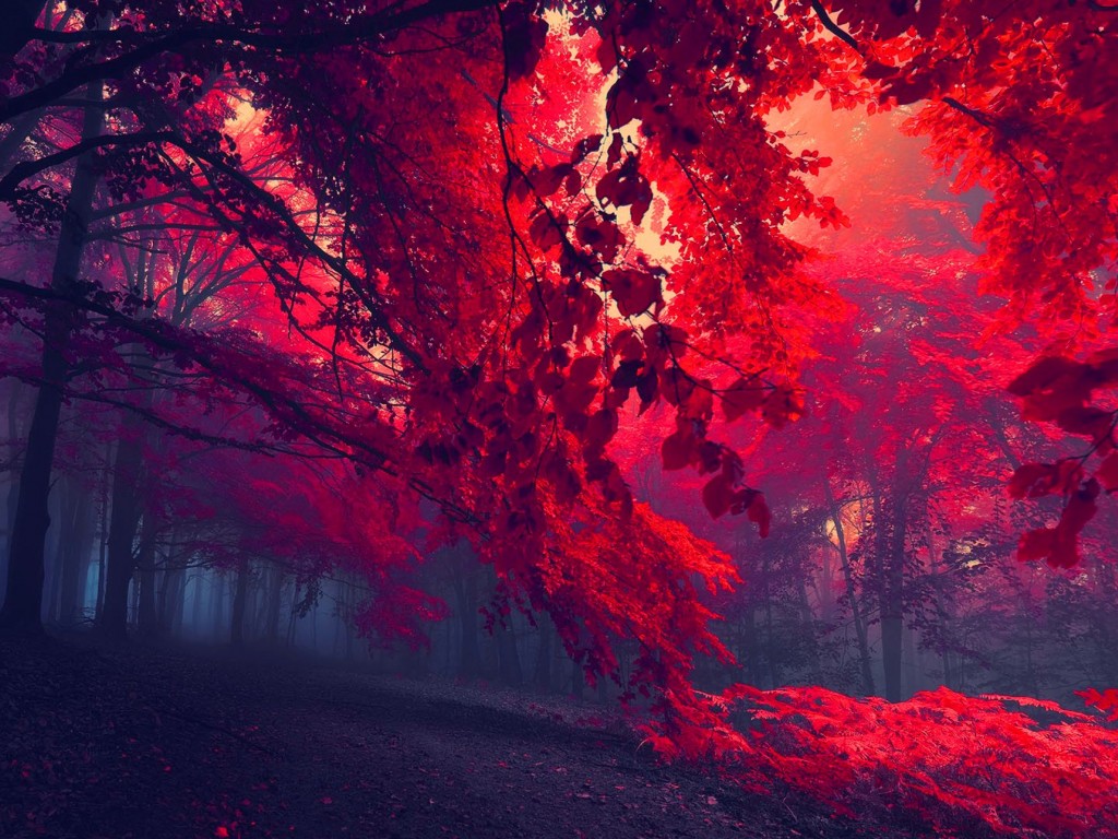 Download Beautiful Red Forest Wallpaper in 1024x768 Resolution