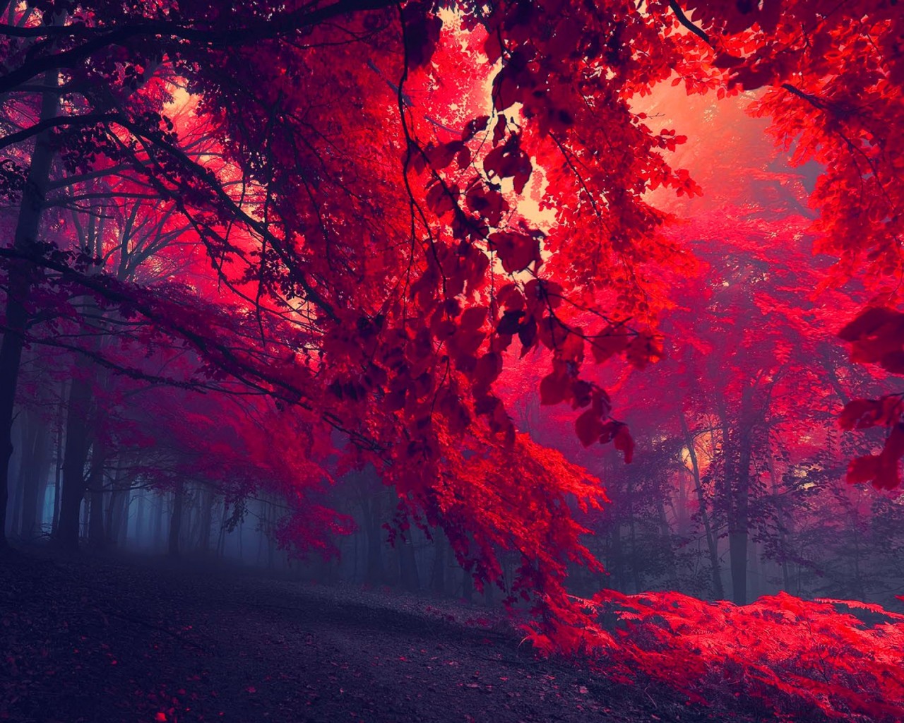 Download Beautiful Red Forest Wallpaper in 1280x1024 Resolution