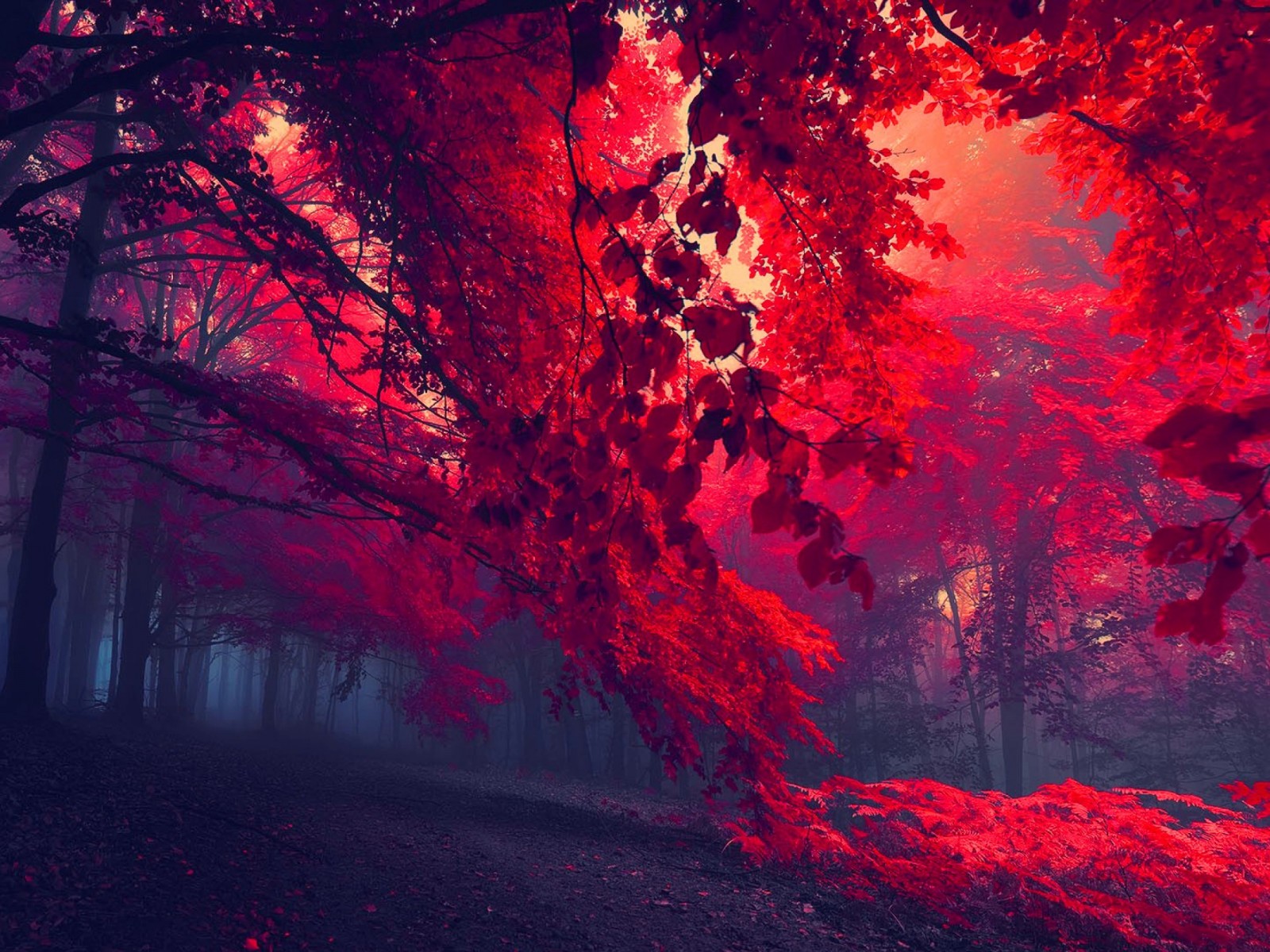 Download Beautiful Red Forest Wallpaper in 1600x1200 Resolution