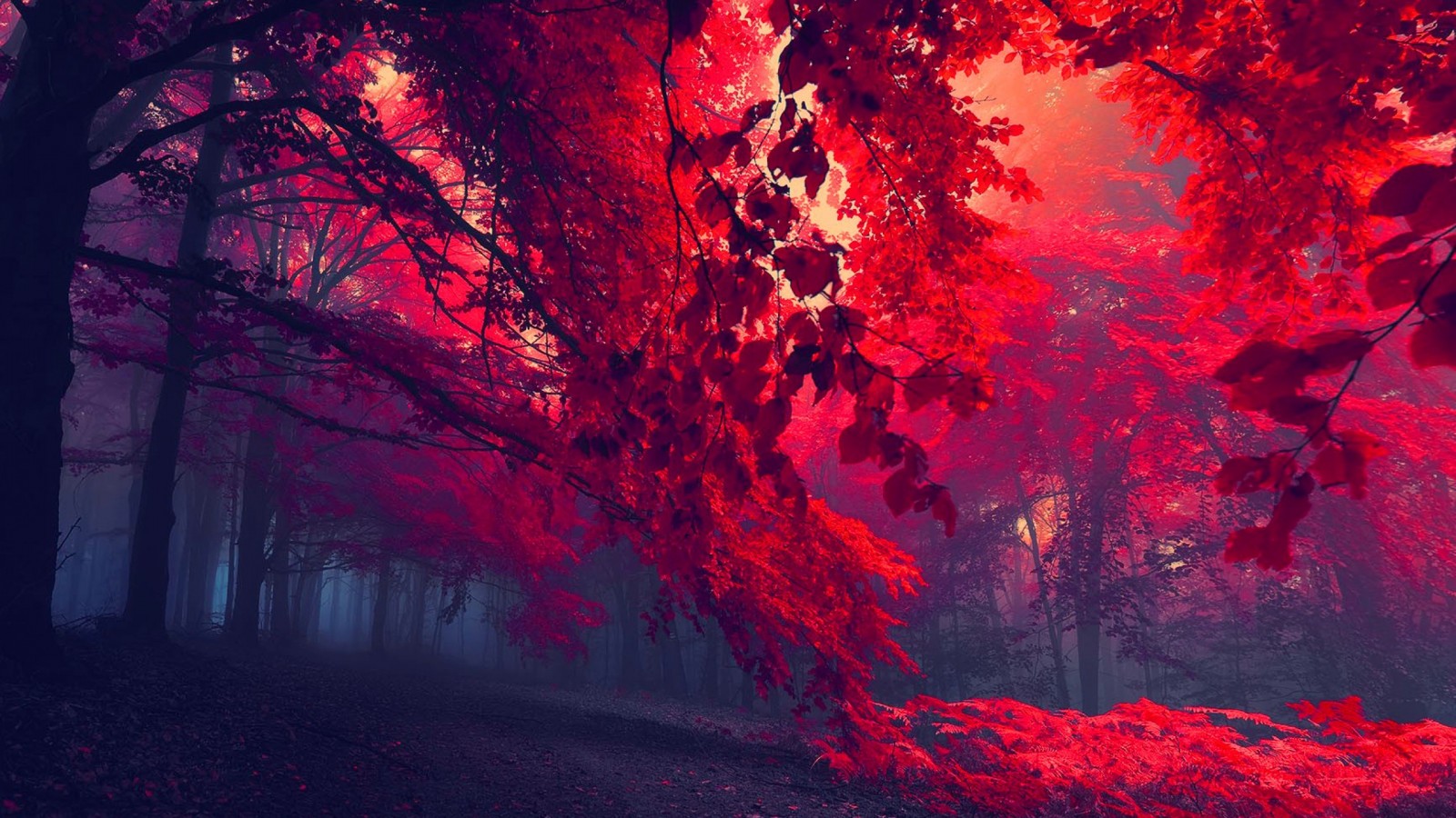 Download Beautiful Red Forest Wallpaper in 1600x900 Resolution