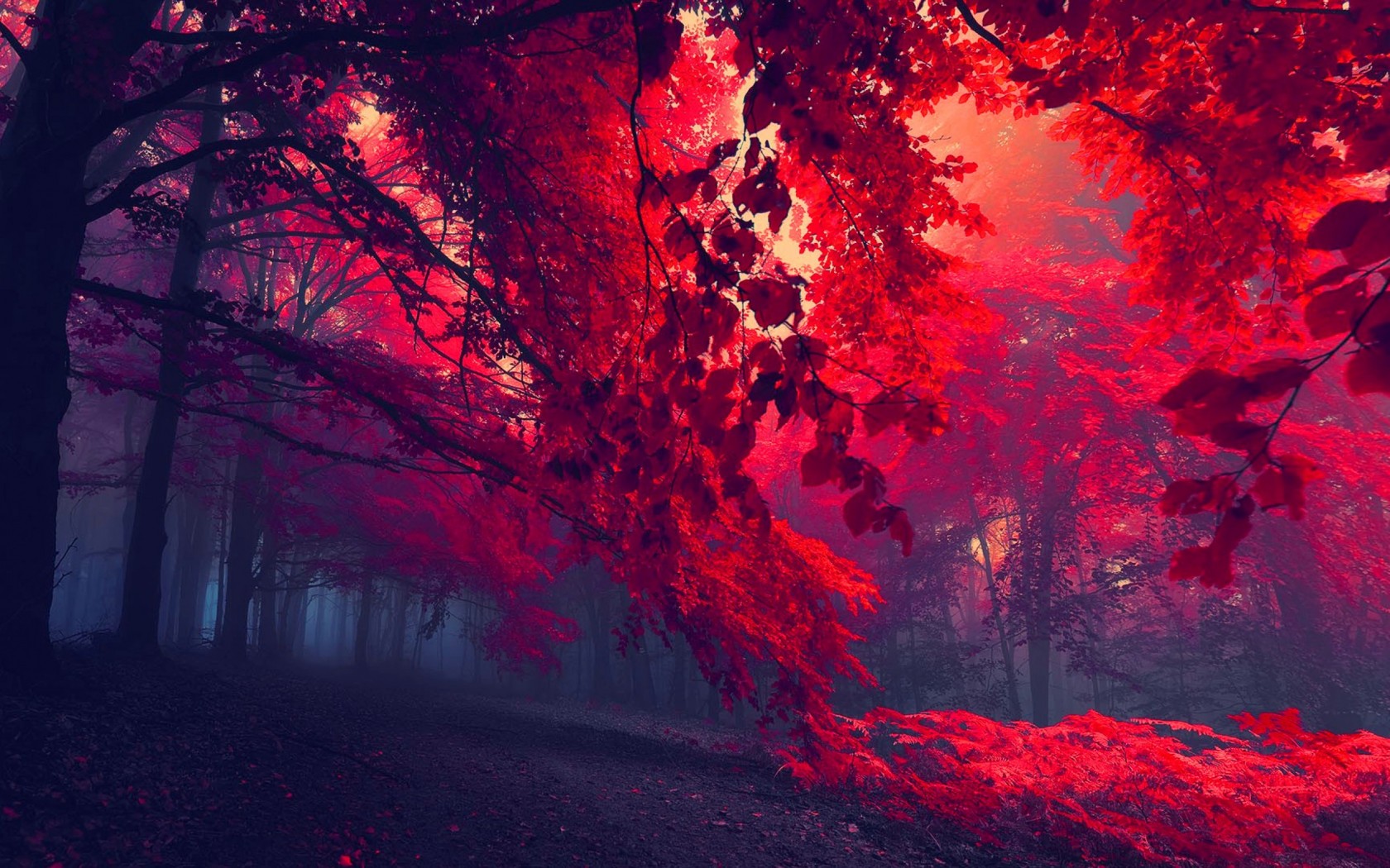 Download Beautiful Red Forest Wallpaper in 1680x1050 Resolution